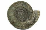 Jurassic Ammonite (Dactylioceras) Fossil - England #351160-1